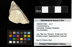 Foto (Objekt + Etiketten) von ? Goniodromites sp. 